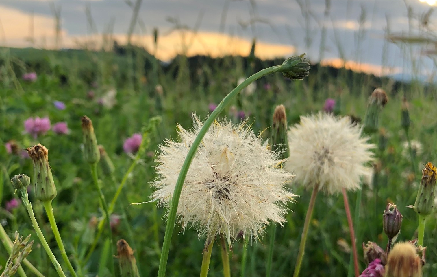 Sommerwiese